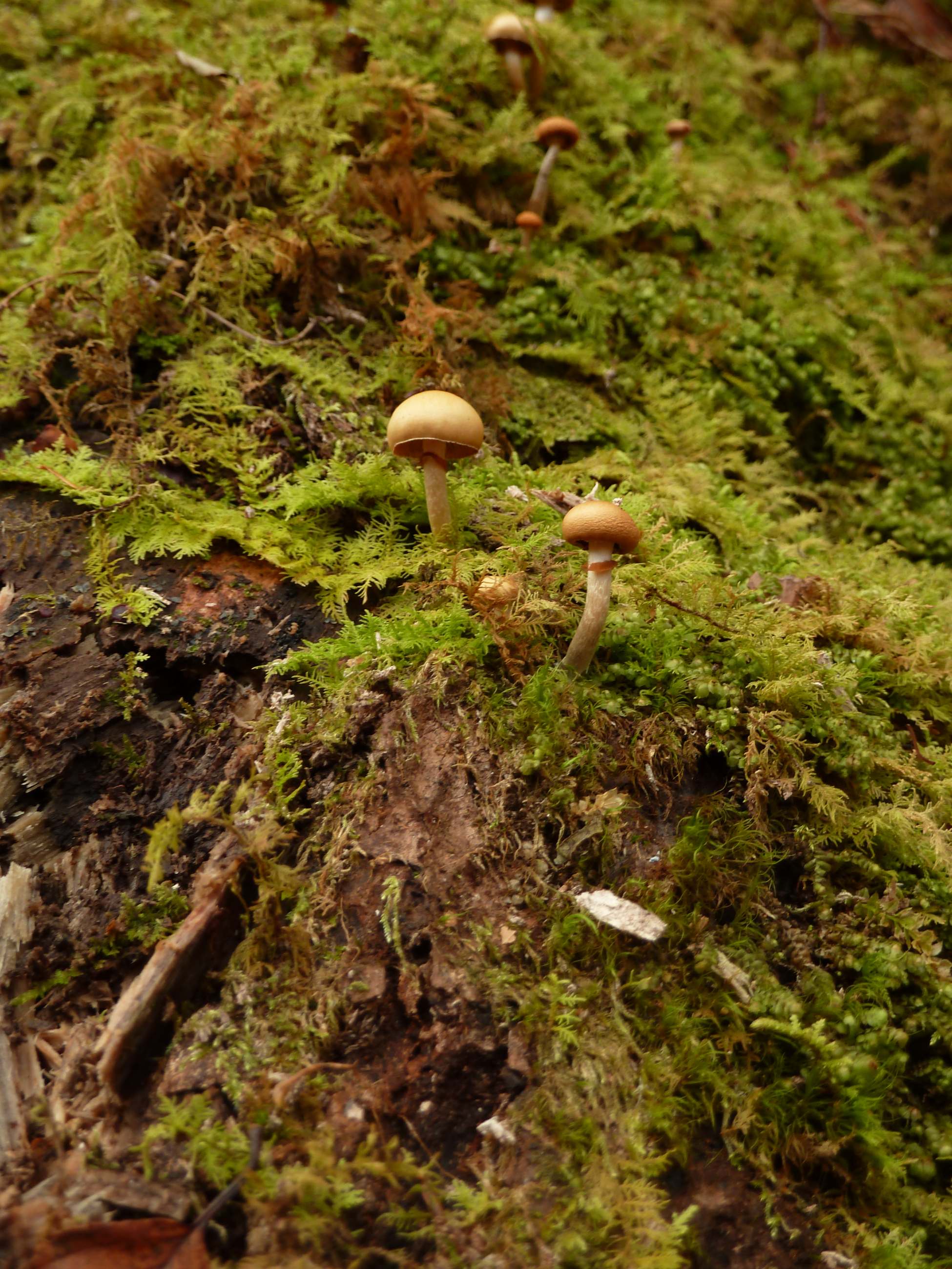 Mushrooms.JPG
